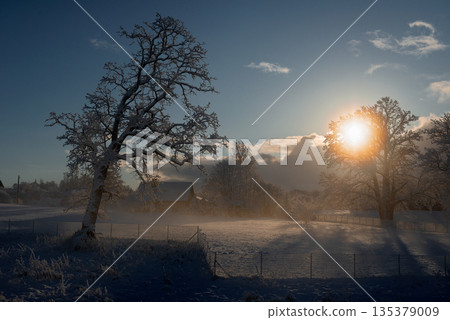 Low Winter Sun Over Snowy Rural Field Low Winter Sun Over Snowy Rural Field 135379009