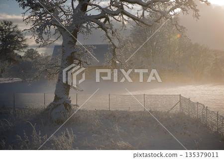 Sunlit Farmhouse Behind Frosty Trees Sunlit Farmhouse Behind Frosty Trees 135379011