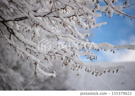 Snow Covered Tree Branches With Catkins Against Blue Sky 135379022