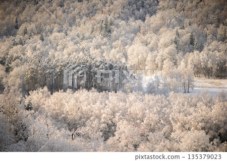 Soft Winter Forest Layers Covered in Pale Frost Light Soft Winter Forest Layers Covered in Pale Frost Light 135379023