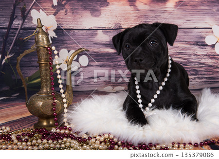 Cute American Pit Bull Terrier puppy with jug and beads on a spring background 135379086