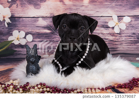 Cute American Pit Bull Terrier puppy with beads on a spring background 135379087