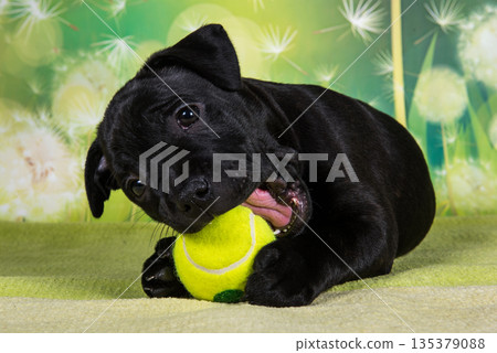 Cute dog and tennis ball. Cute dog and tennis ball. 135379088