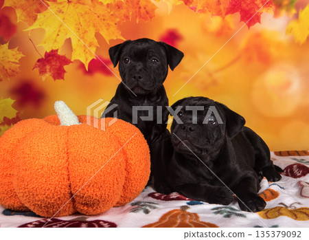 Two funny dogs with pumpkins. Happy Black pugs on Halloween in studio Two funny dogs with pumpkins. Happy Black pugs on Halloween in studio 135379092