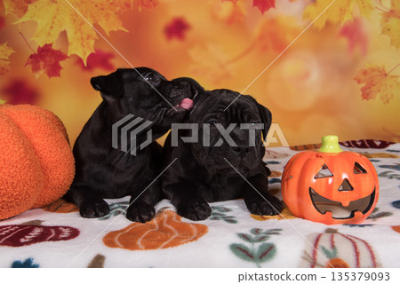 Two funny dogs with pumpkins. Happy Black pugs on Halloween in studio 135379093