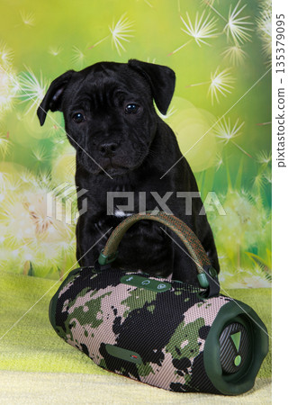 Black male American Staffordshire Bull Terrier dog puppy with softbox Speaker 135379095