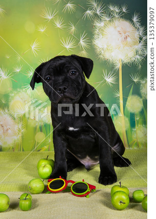 American Staffordshire Bull Terrier dog puppy with apples. American Staffordshire Bull Terrier dog puppy with apples. 135379097