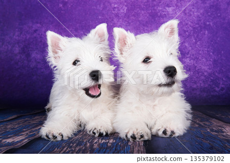 Two West Highland White Terrier dogs puppies with on purple background Two West Highland White Terrier dogs puppies with on purple background 135379102