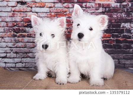 Two West Highland White Terrier dogs puppies with on brick wall background Two West Highland White Terrier dogs puppies with on brick wall background 135379112