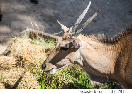 Antelopes eat hay from the feeder 135379123