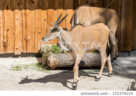 Antelopes eat hay from the feeder 135379124