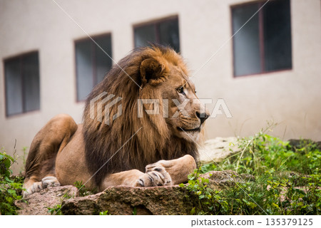 Male lion resting full body facing forward Male lion resting full body facing forward 135379125