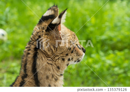 Serval Leptailurus serval African wild cat 135379126
