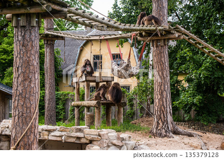 Gelada baboon Theropithecus gelada, the bleeding-heart monkey. Female and male 135379128