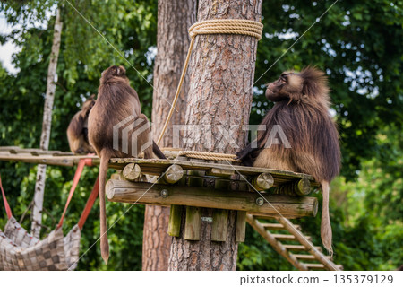 Gelada baboon Theropithecus gelada, the bleeding-heart monkey. Female and male 135379129