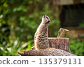 Slender tailed Meerkat close up 135379131