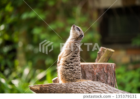 Slender tailed Meerkat close up Slender tailed Meerkat close up 135379131