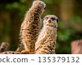 Slender tailed Meerkat close up 135379132