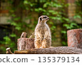 Slender tailed Meerkat close up 135379134