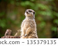 Slender tailed Meerkat close up 135379135