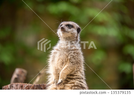 Slender tailed Meerkat close up Slender tailed Meerkat close up 135379135