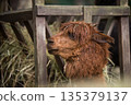 Brown color alpaca in open zoo or contact farm 135379137
