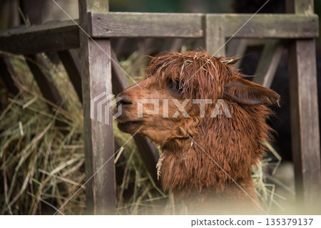 Brown color alpaca in open zoo or contact farm 135379137