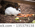 White rabbit eating carrots outside 135379138