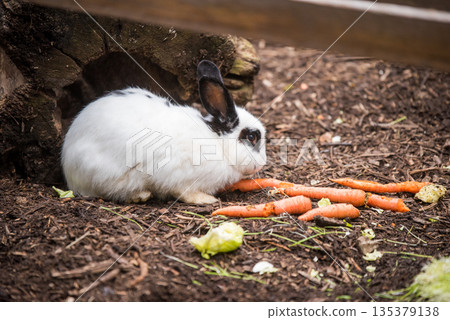 White rabbit eating carrots outside 135379138