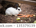 White rabbit eating carrots outside 135379139