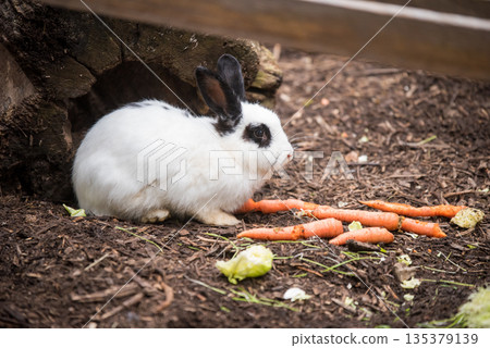 White rabbit eating carrots outside White rabbit eating carrots outside 135379139