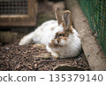 Cute white rabbit lying down on the ground in garden home at rural farm. 135379140