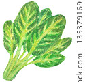 菠菜插圖油畫棒畫 135379169