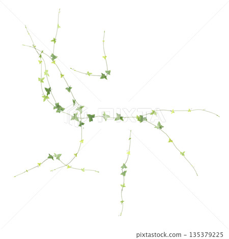 Zehneria indica grass plants 3d illustration on transparent background, top view 135379225