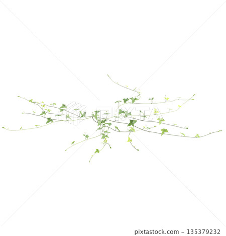 Zehneria indica grass plants 3d illustration on transparent background Zehneria indica grass plants 3d illustration on transparent background 135379232