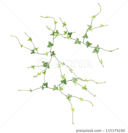 Zehneria indica grass plants 3d illustration on transparent background, top view Zehneria indica grass plants 3d illustration on transparent background, top view 135379280