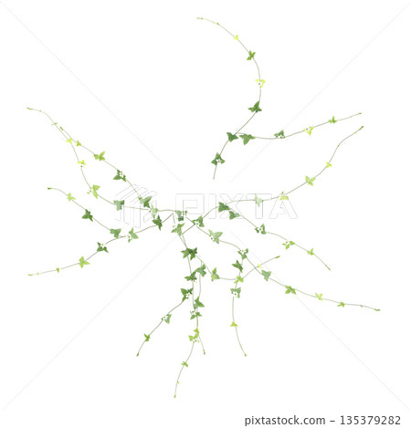 Zehneria indica grass plants 3d illustration on transparent background, top view Zehneria indica grass plants 3d illustration on transparent background, top view 135379282