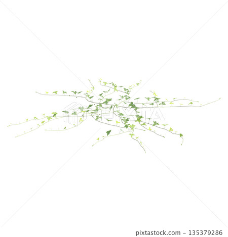Zehneria indica grass plants 3d illustration on transparent background Zehneria indica grass plants 3d illustration on transparent background 135379286