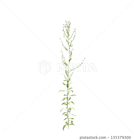 Aster subulatus grass plants 3d illustration on transparent background 135379300
