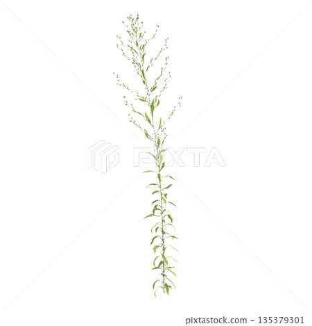 Aster subulatus grass plants 3d illustration on transparent background Aster subulatus grass plants 3d illustration on transparent background 135379301