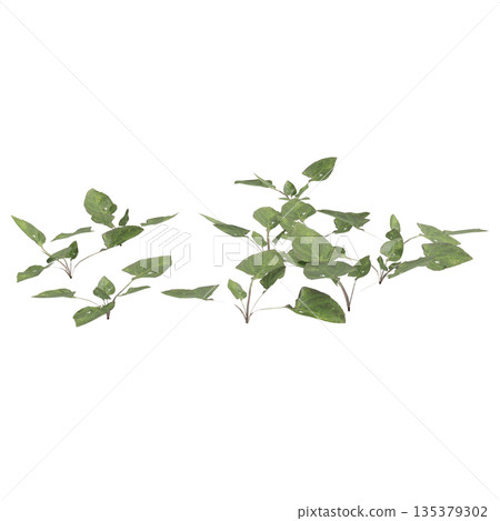 Viola inconspicua bush plants 3d illustration on transparent background 135379302