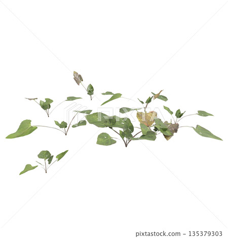 Viola inconspicua bush plants 3d illustration on transparent background Viola inconspicua bush plants 3d illustration on transparent background 135379303