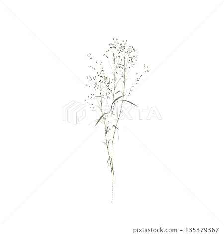 Conyza canadensis grass plants 3d illustration on transparent background Conyza canadensis grass plants 3d illustration on transparent background 135379367