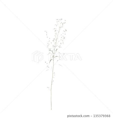 Conyza canadensis grass plants 3d illustration on transparent background 135379368