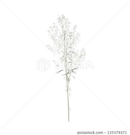 Conyza canadensis grass plants 3d illustration on transparent background Conyza canadensis grass plants 3d illustration on transparent background 135379371