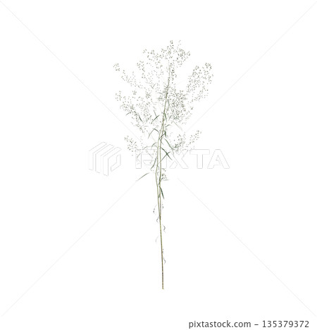 Conyza canadensis grass plants 3d illustration on transparent background 135379372