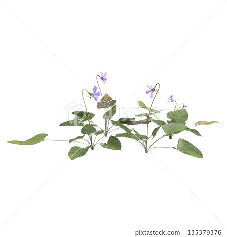 Viola inconspicua bush plants 3d illustration on transparent background 135379376