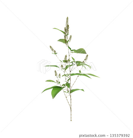 Amaranthus viridis grass plants 3d illustration on transparent background 135379392