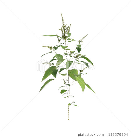Amaranthus viridis grass plants 3d illustration on transparent background 135379394