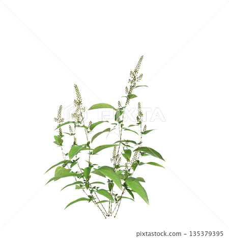 Amaranthus viridis grass plants 3d illustration on transparent background 135379395